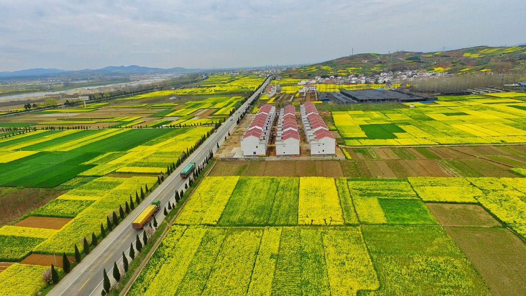 天空之城 鸟瞰中国最美油菜花海 汉中洋县