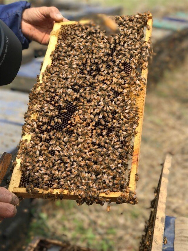 蜜蜂都长的一模一样,怎样才能找到蜂王蜂后呢?
