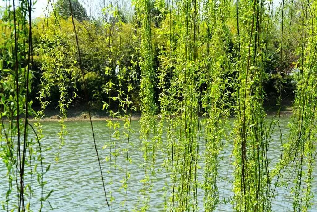 春景图夕阳下的油菜花地美出了意境