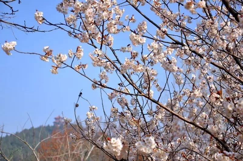 桃花,樱花,杏花,连翘花……千娇百媚,争芳斗艳,接踵而至.