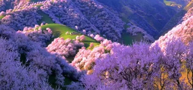 伊犁伊宁·杏花 4月上旬至4月底