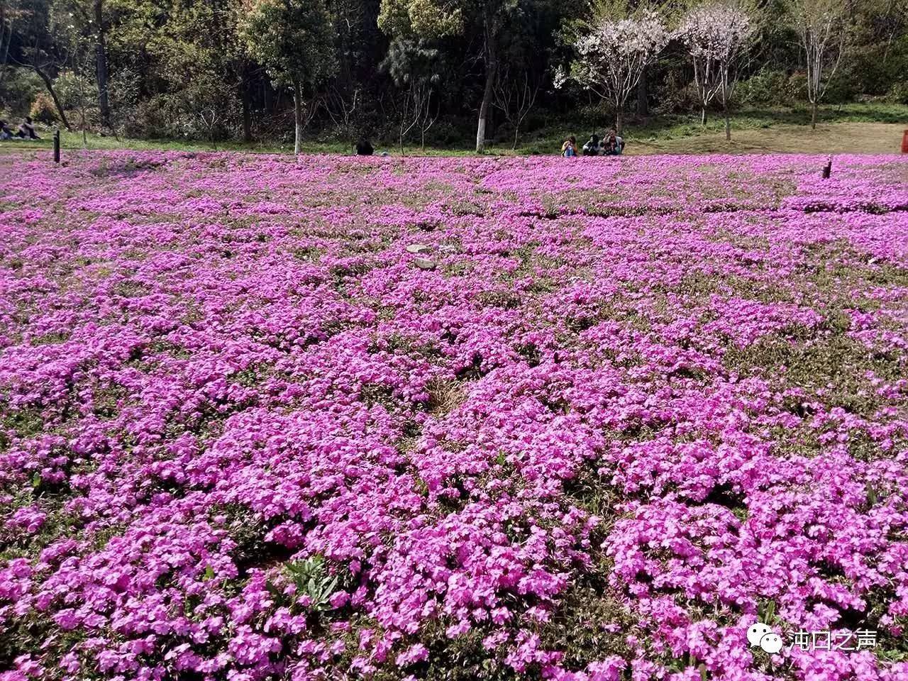 龙灵山生态公园的芝樱花盛开 清明假期将是最佳观赏期