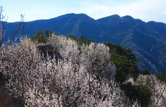 居庸关有一条开往春天的列车坐上火车赏沿途山桃花海