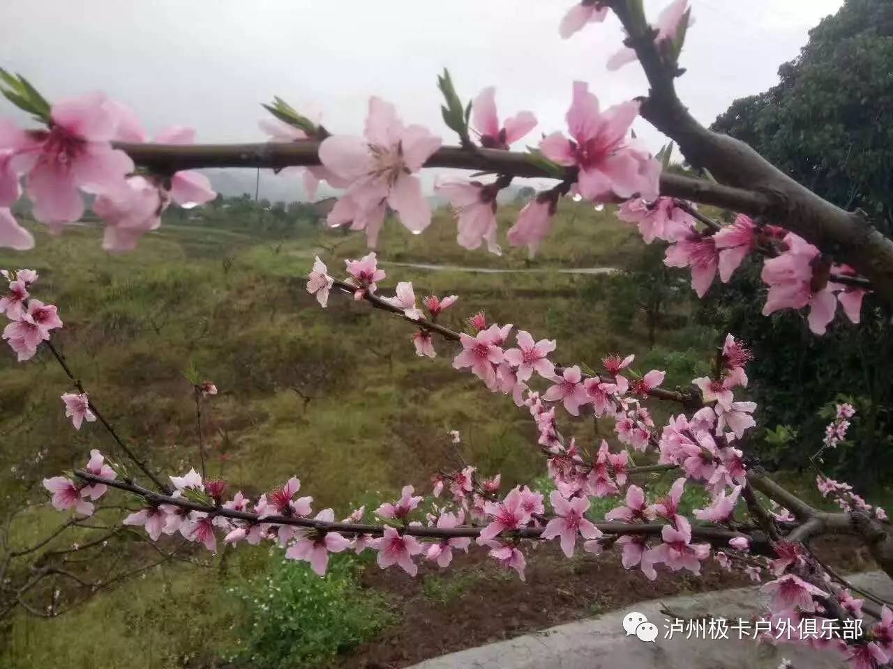 一日游永川黄瓜山梨花桃花岛桃花赏花一日游30号星期四最后一期约吗