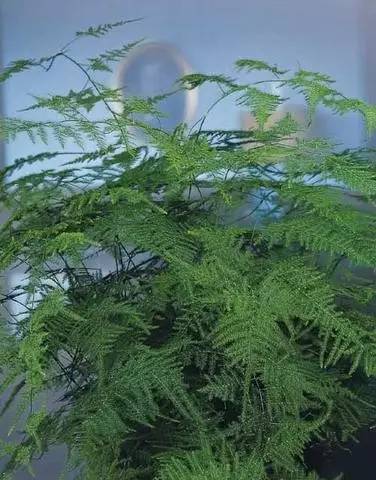 难怪文竹能够爬到屋顶,原来它是一种藤本植物