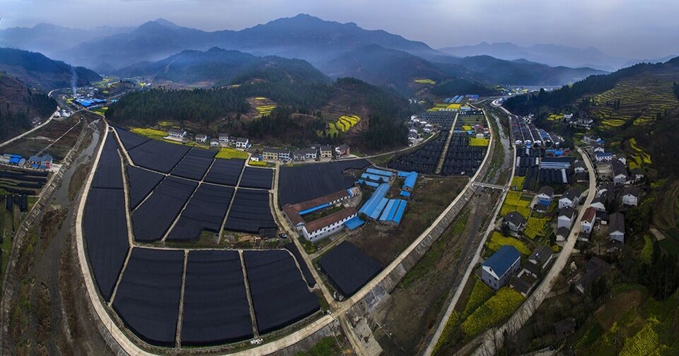 羊木镇源溪村的产业基地.四川广元 姚荣杰 摄