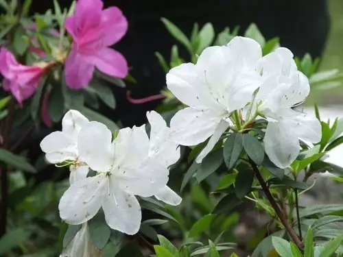 舌尖上的花海独属于云南的花之味