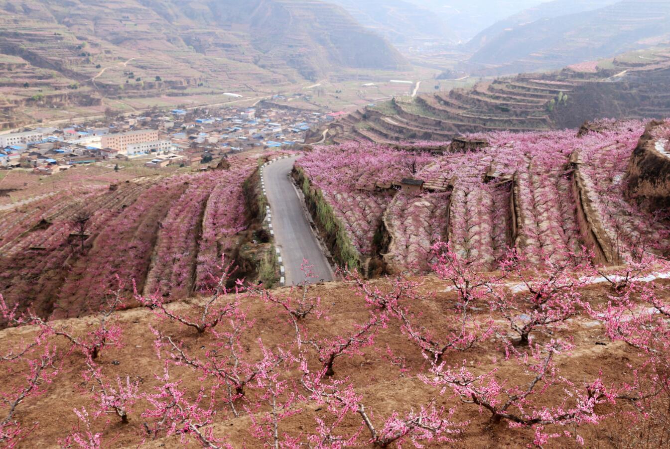 秦安桃花会秦安桃花会游园路线图