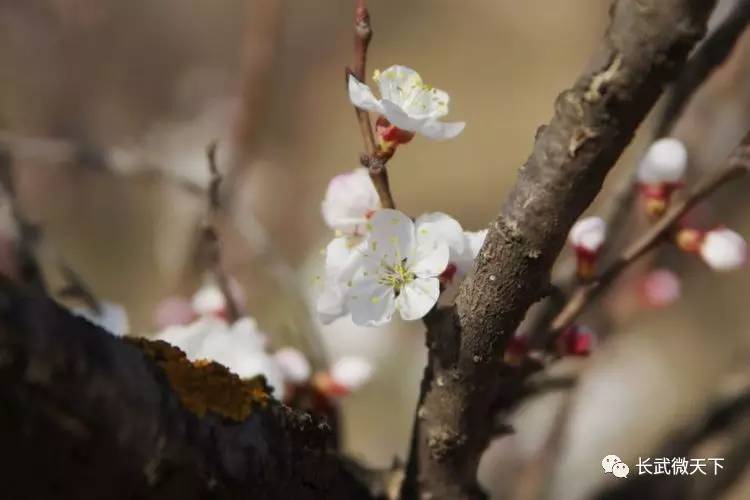 组图又是一年芳草绿依然十里杏花红