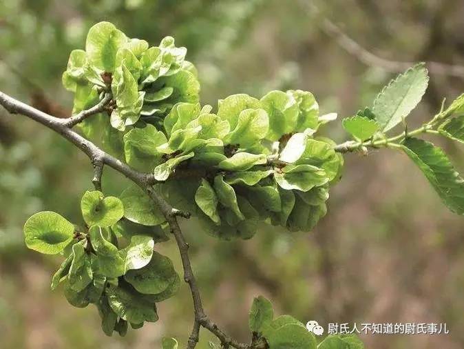 榆树有多少人口_...情已致使平泉县榆树林子镇半截沟村628口人吃水非常困难(2)