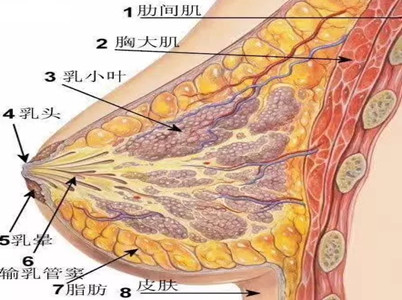 关注健康,尊重生命,认识乳房健康,让乳腺癌消失