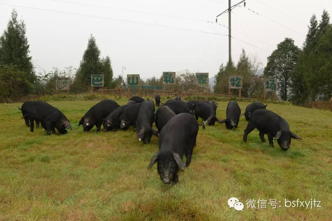 奔跑在大巴山的青峪黑豚