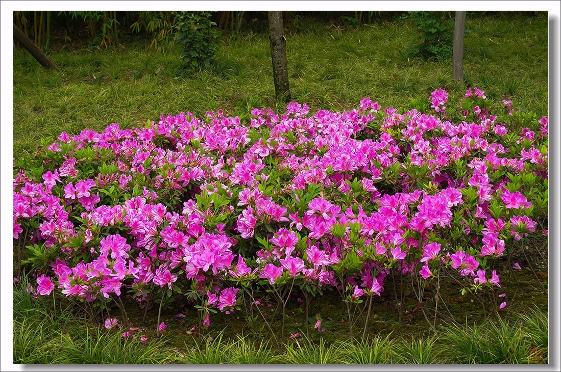 杜鹃花——一园红艳醉坡陀,自地连梢簇蒨罗那拙政园的杜鹃花节你就不