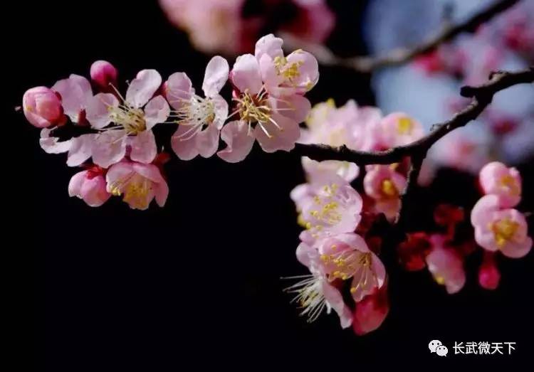 【组图】又是一年芳草绿,依然十里杏花红