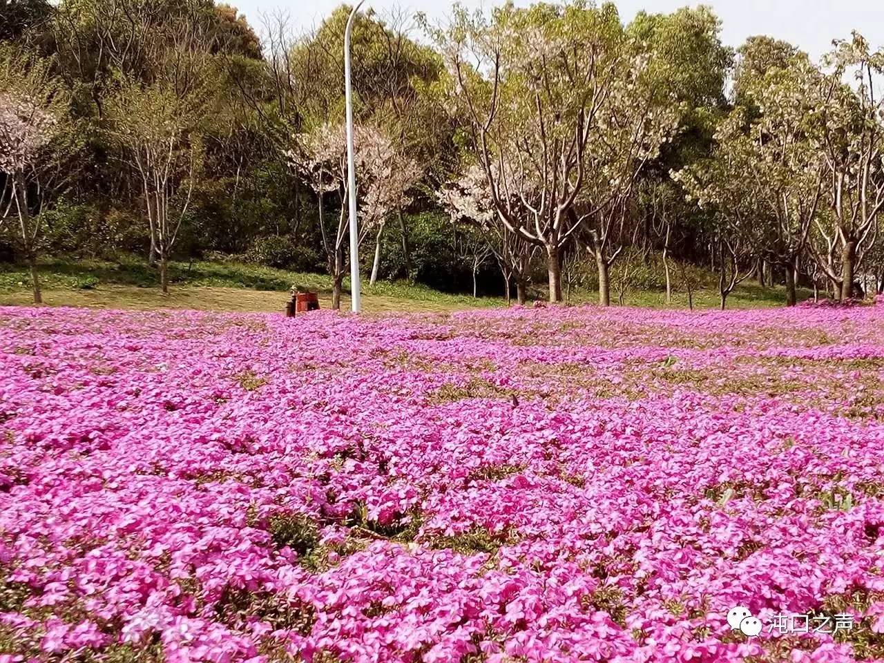 龙灵山生态公园的芝樱花盛开清明假期将是最佳观赏期