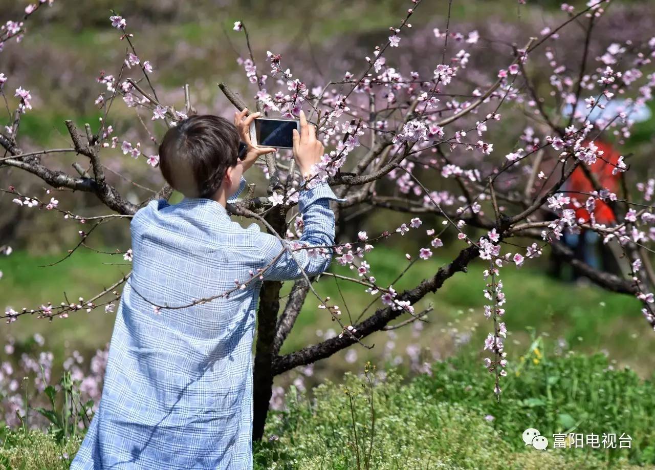 没去新登半山桃花节开幕式现场很遗憾这里可看视频回放