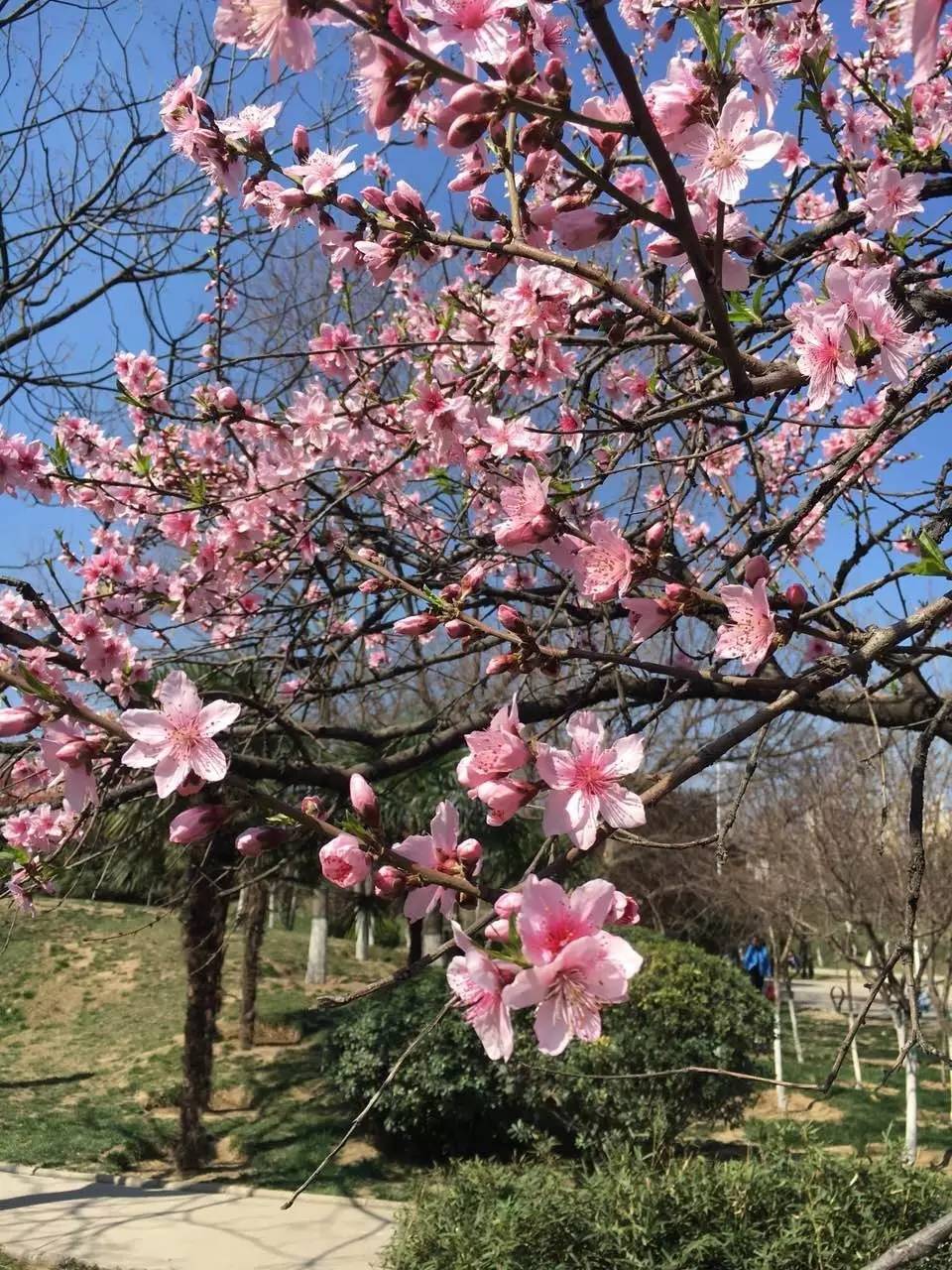 【春景图】夕阳下的油菜花地,美出了意境