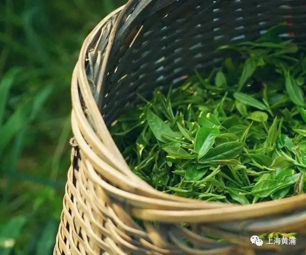 茶便更珍贵了不管是明前龙井还是雨前龙井每逢春天必抢鲜百年老字号