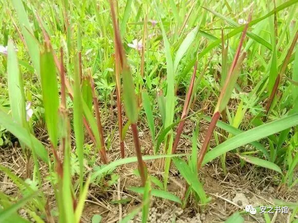 趣事之三 拔茅针我最喜欢的还是拔茅针.