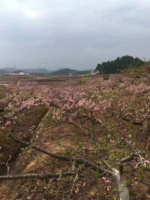 西充多少人口_西充关文镇人口