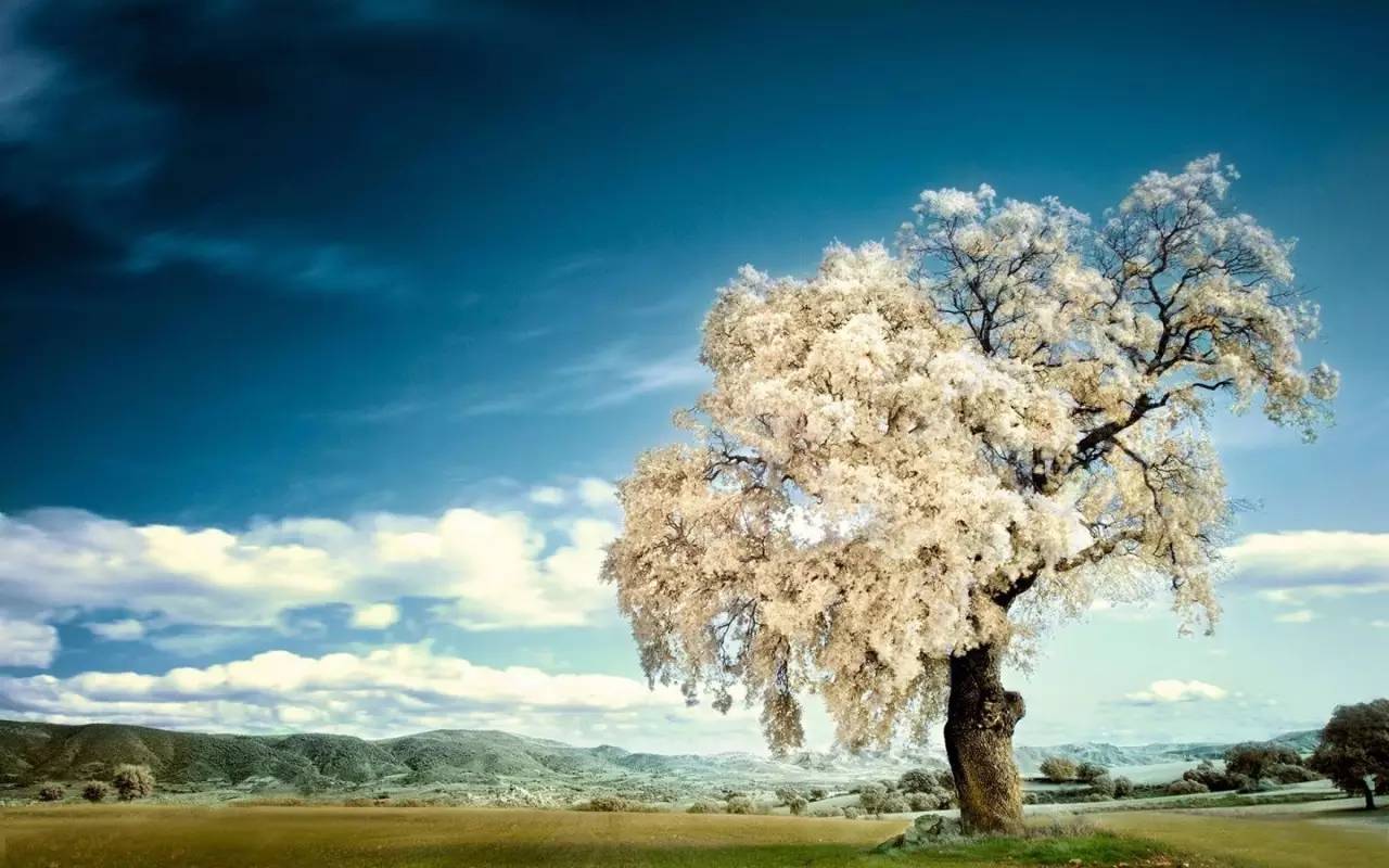 【美文朗读】席慕蓉:一棵开花的树 A Tree in Bloom-搜狐教育