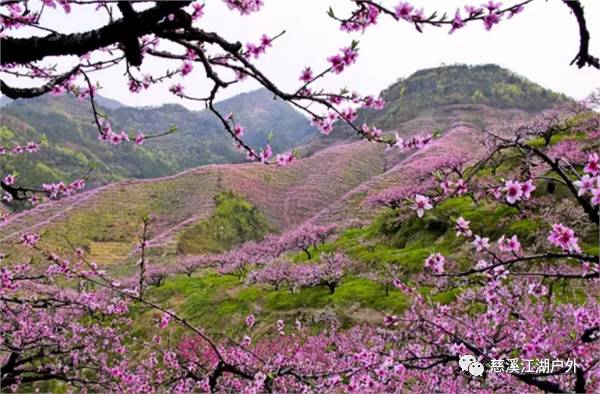 【徒步】转轮岩十里紫荆花长廊,赏源东千亩桃花坞(4月2日)