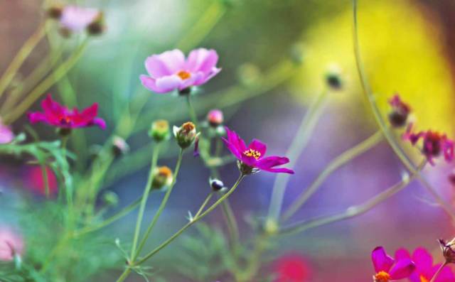 花上长蜜虫子怎么办