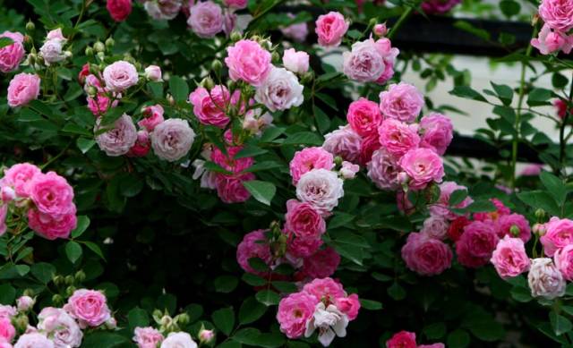 蔷薇花的正确种植方法是什么