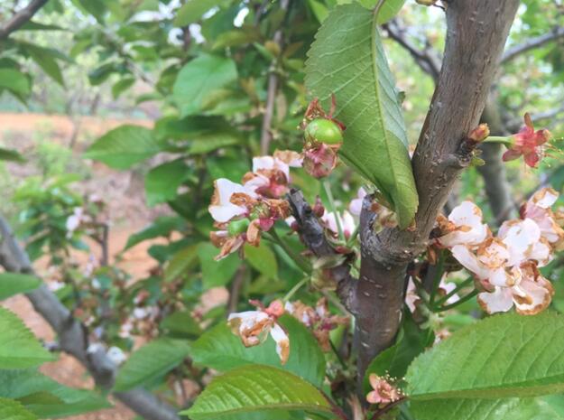 图2(樱桃坐果图片)谷雨时节:授粉-坐果期,4月20号以后,大地气温回升