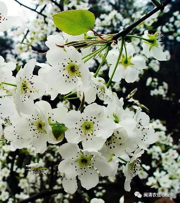 咱们闽清啊   是一个繁花盛开的地方   油菜花,桃花,梨花,樱花