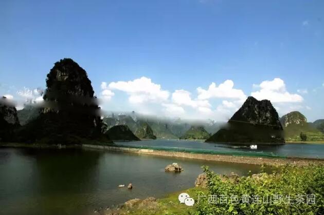 广西黄连山野生古茶树探秘之旅