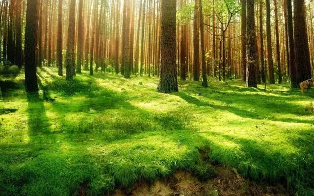 森林是空气的净化物