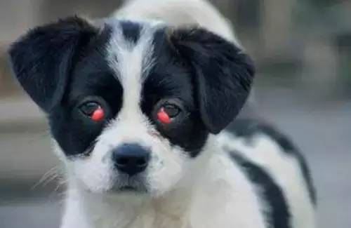 狗狗常见几种眼病的病因和治疗方法