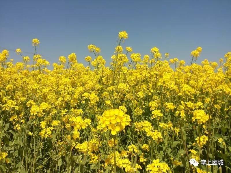 【春景图】桃花红梨花白菜花黄,三月鹰城,处处飞花!