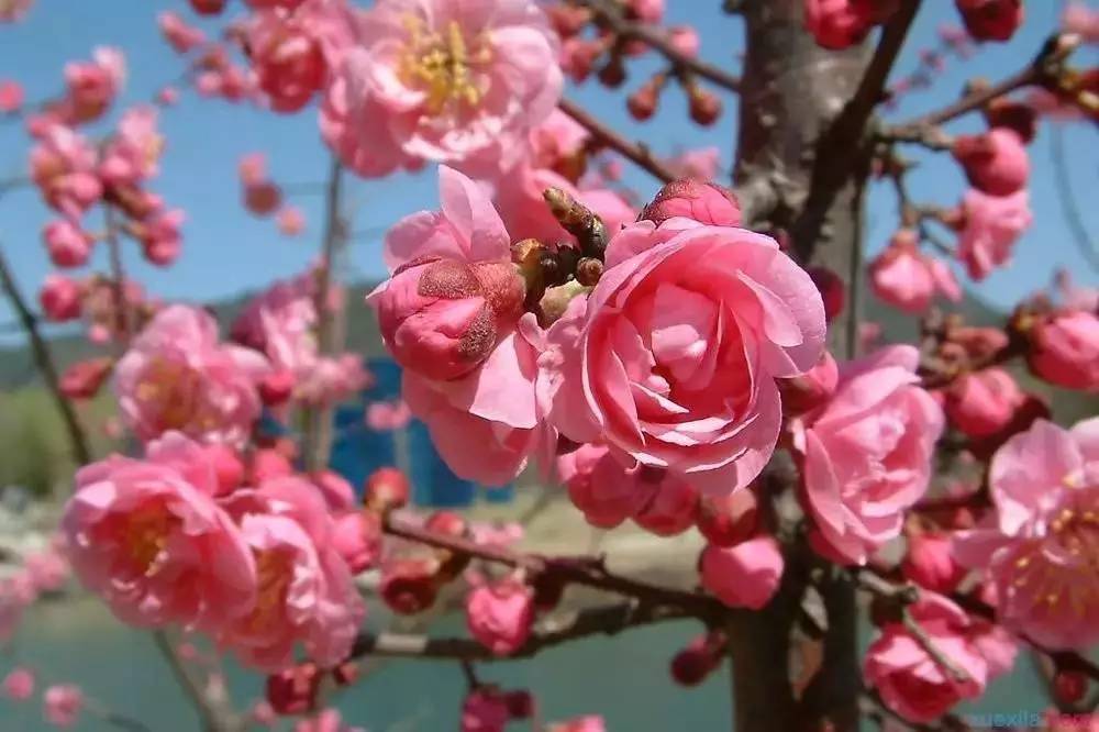 华东地区碧桃花期是3月~4月,花朵丰腴,色彩鲜艳丰富,花型多.