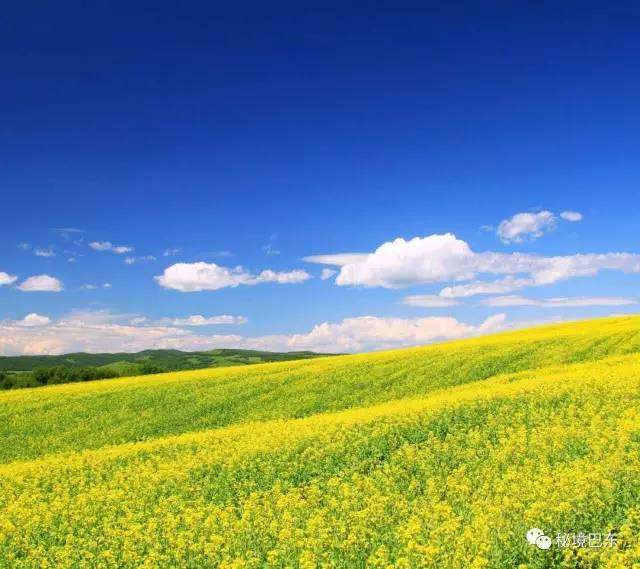 错过了牛洞的油菜花节你要等到明年3月31日陈代珊与你相约