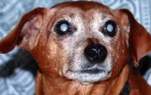 《狗狗常见几种眼病的病因和治疗方法》