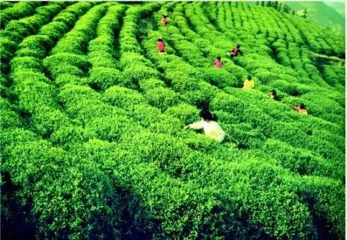 黄山毛峰属绿茶,是中国十大名茶之一,主产于徽州区富溪乡一带,茶树