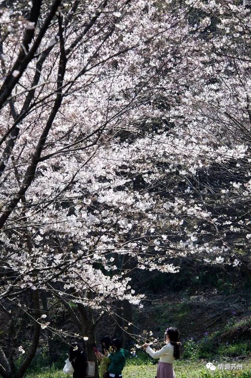 上方山的樱花,美貌!