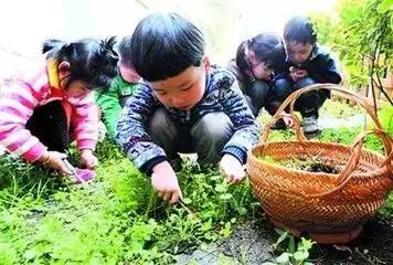 专区挖野菜 真正绿色食品,快来挖荠菜回家包包子,包饺子吧.