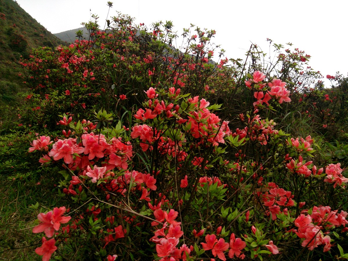 新兴天露山杜鹃花开了!4月2日一起去赏花吗?