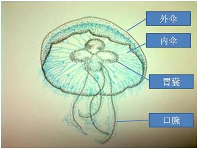 以海月水母为例:它的身体为圆盘状,全身呈乳白色半透明,直径为10