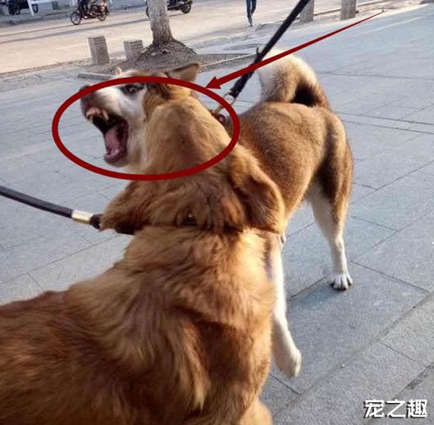 哈士奇欺负金毛犬反被"秒!瞬间投降求饶!