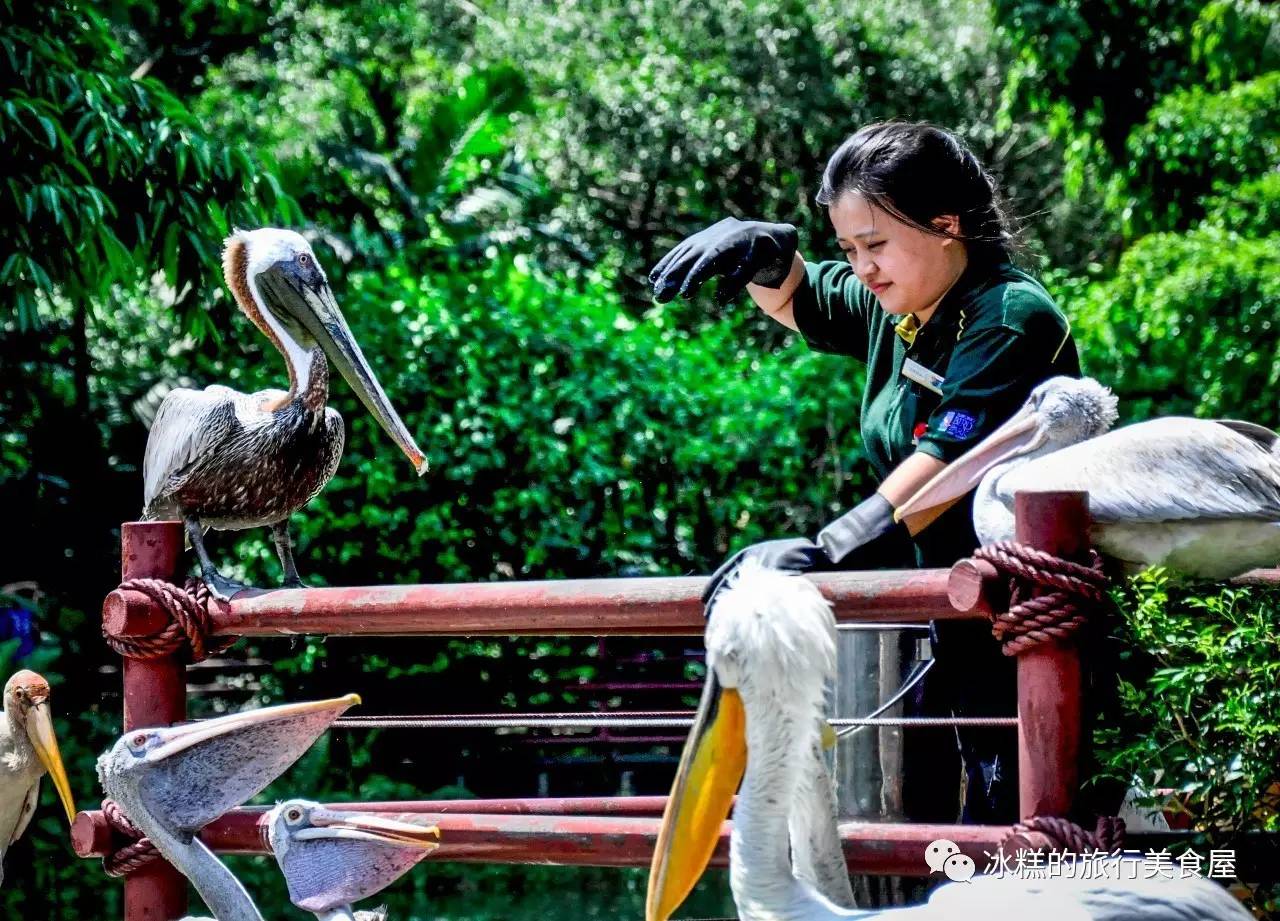 冰糕 | 新加坡飞禽动物园之游玩特色大揭秘