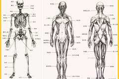 注意啦!【初学速写的福利】人体结构详细剖析