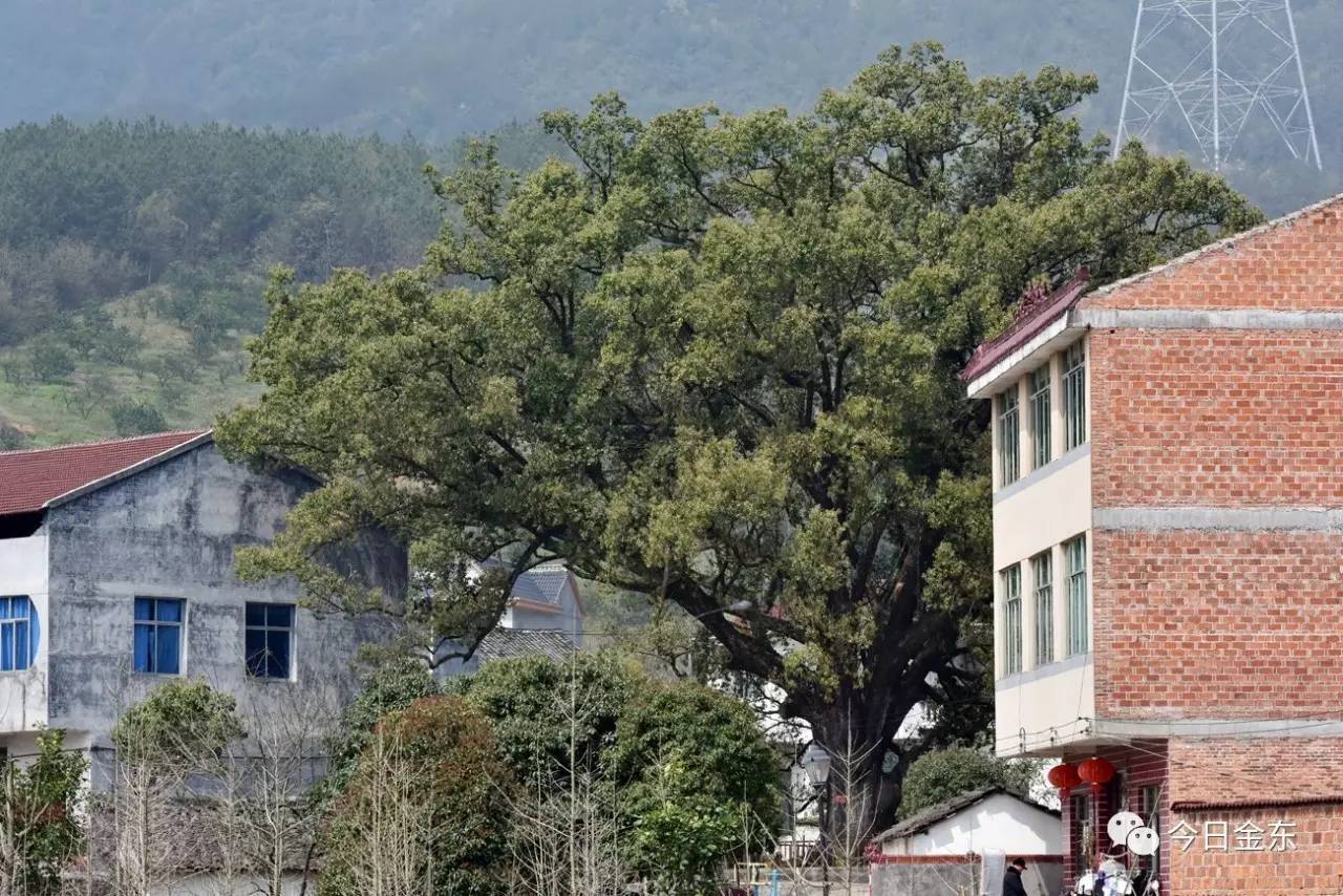 金东区源东乡的大塘村,紧挨着洞井村,虽然村落位于金华北山的山坳里