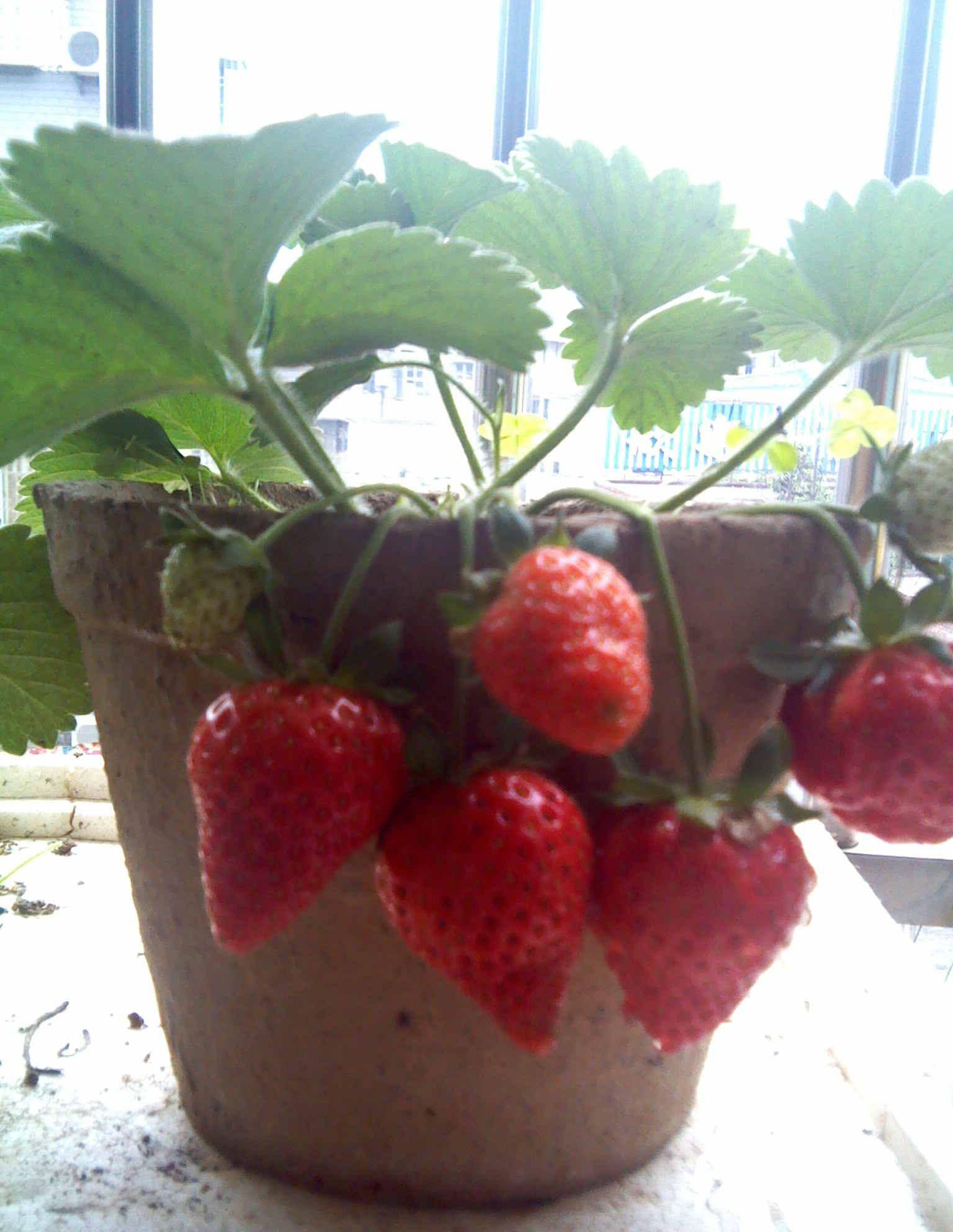草莓成熟需要吃掉一个蚯蚓吗?