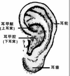 在人口耳_作者:安德烈·卡拉尔等