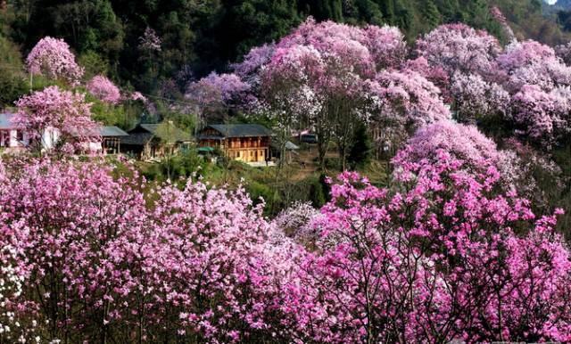 北川药王谷辛夷花