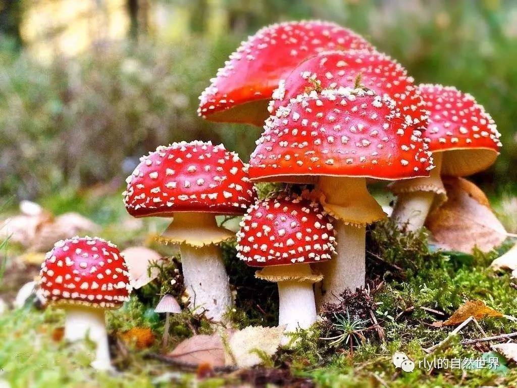 憋说话!看图! 1,毒蝇伞(学名:amanita muscaria),又称毒蝇鹅膏菌,蛤蟆